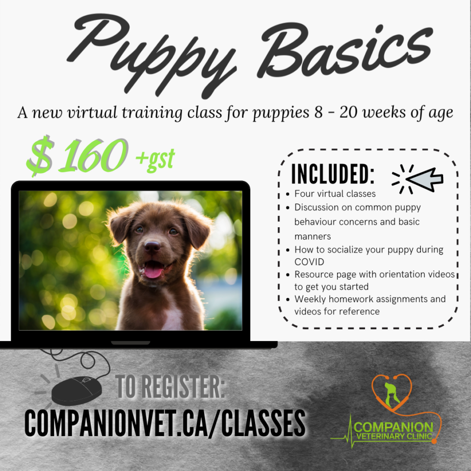 Virtual Dog Training Classes Register Online Companion Veterinary Clinic