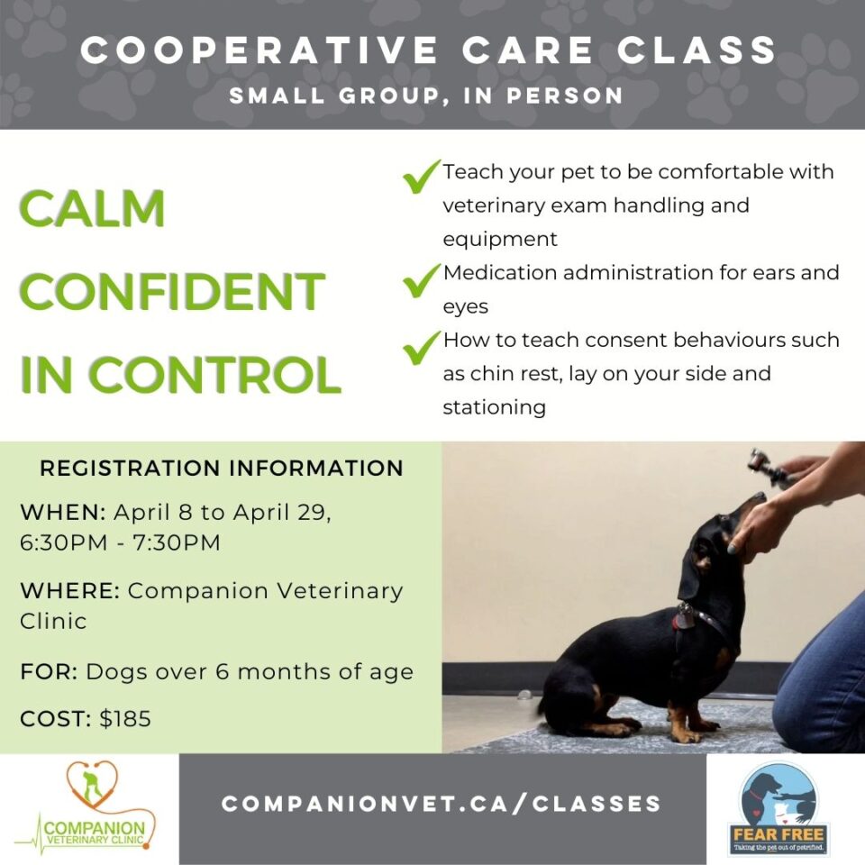 Edmonton Dog Training Classes Register Online Companion Veterinary Clinic