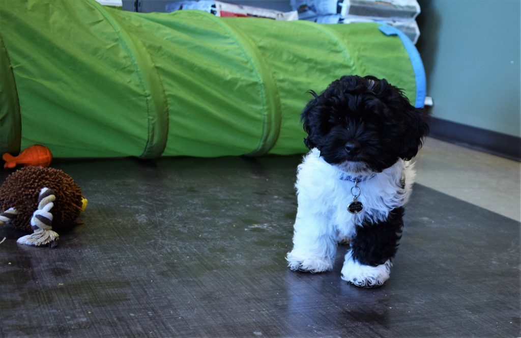 puppy classes in Edmonton, puppy playing in class with a tunnel