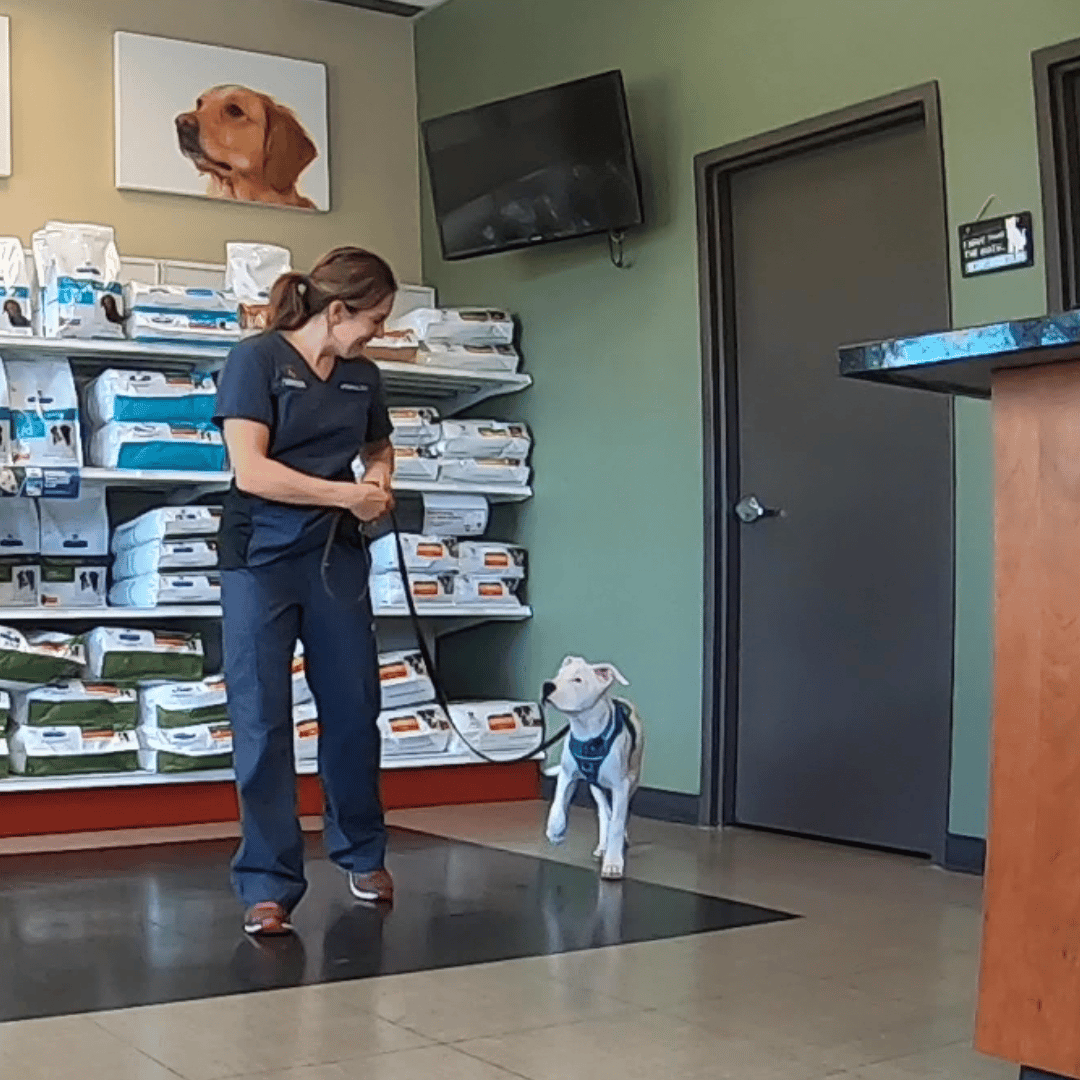 Jessica Benoit teaching a puppy loose leash walking skills in the lobby of Companion Veterinary Clinic